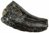 Partial Tyrannosaur Tooth - Two Medicine Formation #299680-1